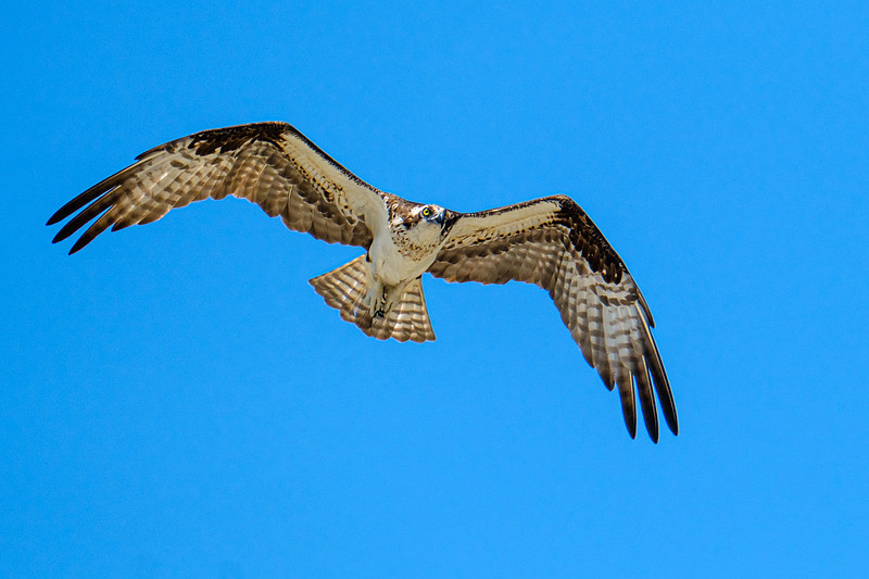 Nesting Osprey Pensacola Beach