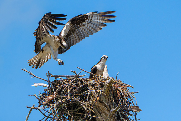 Nesting Osprey Pensacola Beach