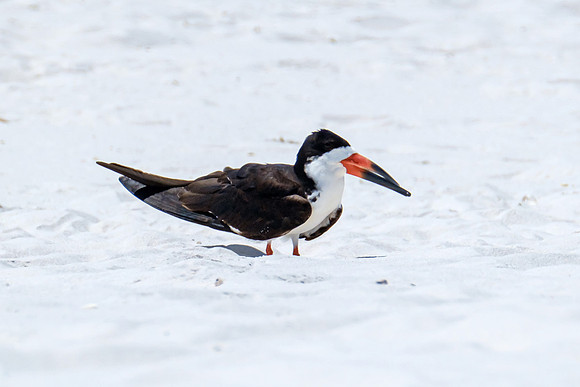 Nesting Black Skimmers Pensacola Beach
