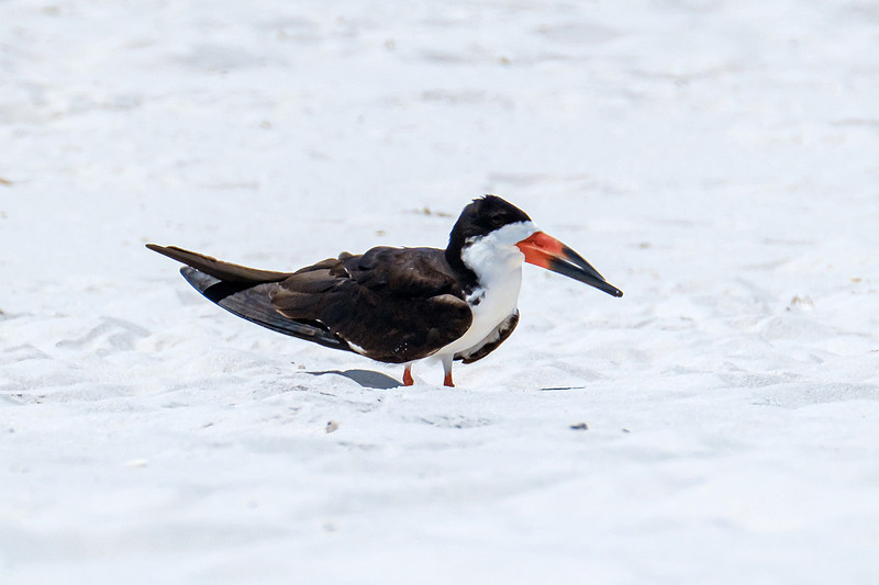 Nesting Black Skimmers Pensacola Beach