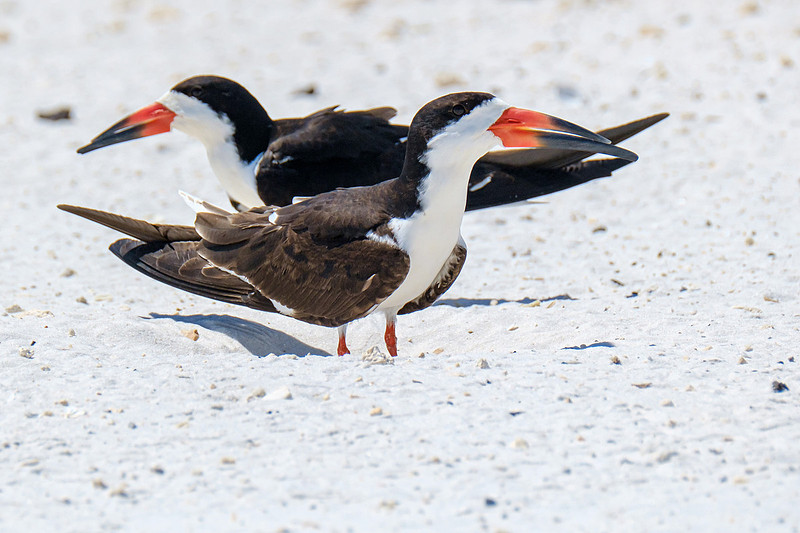 Nesting Black Skimmers Pensacola Beach
