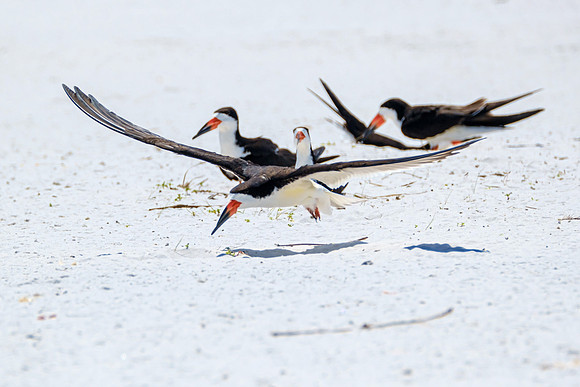 Nesting Black Skimmers Pensacola Beach