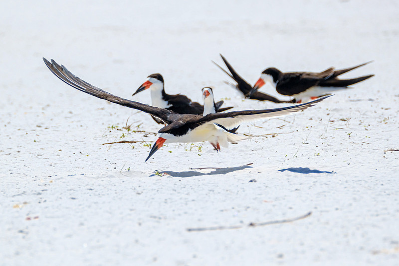 Nesting Black Skimmers Pensacola Beach