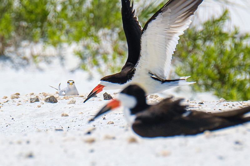 Nesting Black Skimmers Pensacola Beach