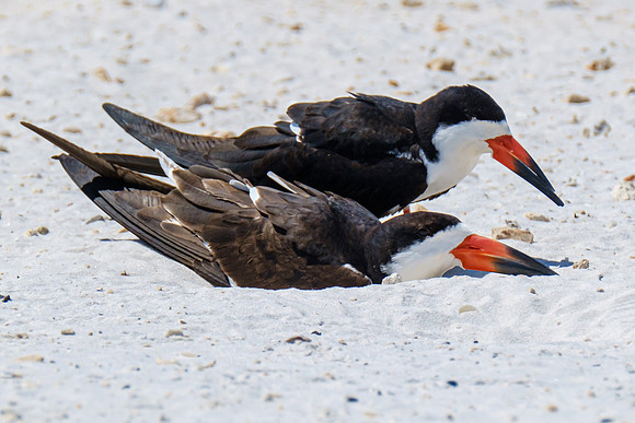 Nesting Black Skimmers Pensacola Beach