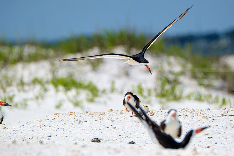Nesting Black Skimmers Pensacola Beach
