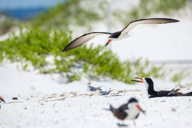 Nesting Black Skimmers Pensacola Beach