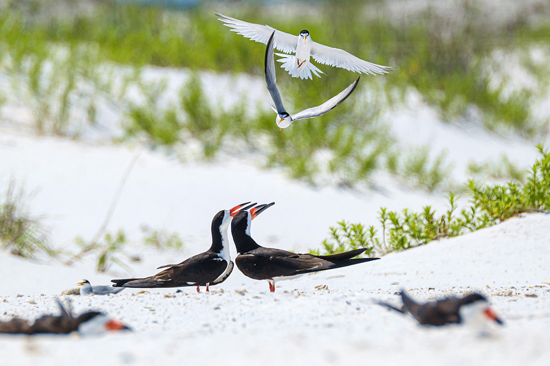 Nesting Black Skimmers Pensacola Beach