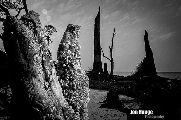 Gulf Shores Stumps and Roots