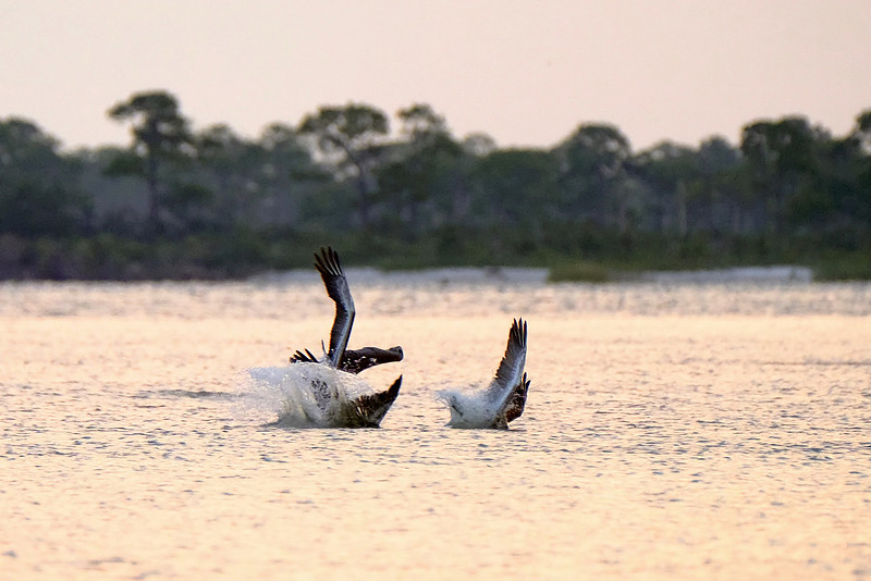 Brown Pelicans in Gulf Shores