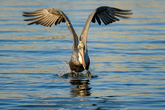 Brown Pelican on the Causeway