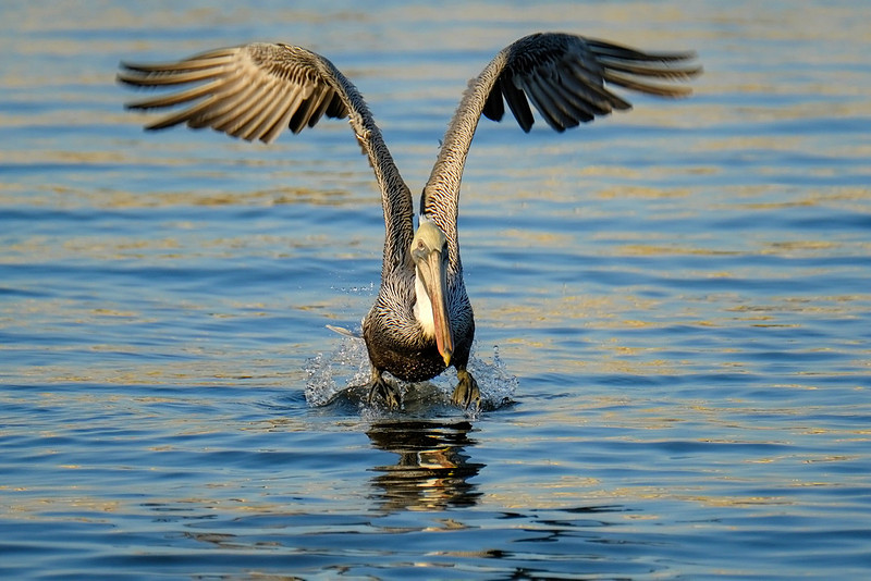 Brown Pelican on the Causeway