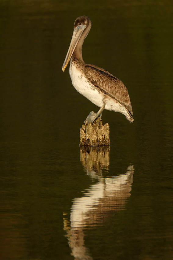 Immature Brown Pelican on the Causeway