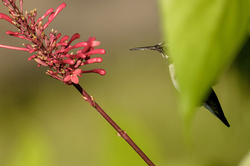 Ruby Throated Hummingbird