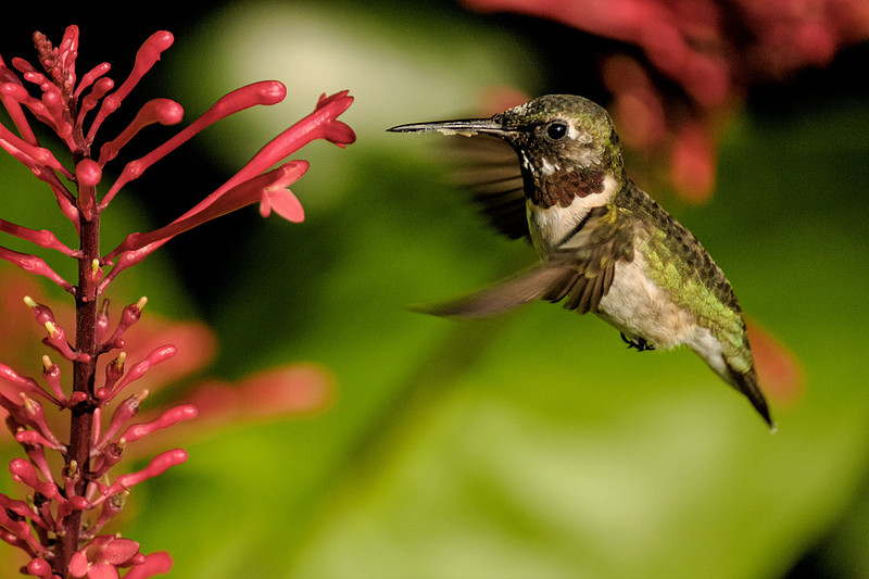 Ruby Throated Hummingbird