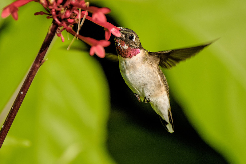 Ruby Throated Hummingbird