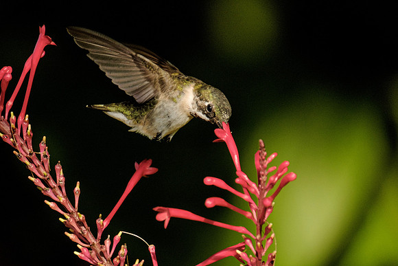 Ruby Throated Hummingbird