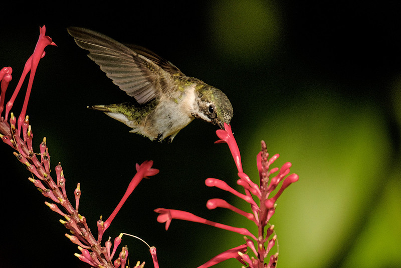 Ruby Throated Hummingbird