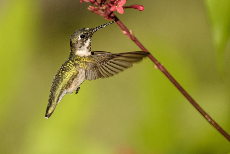 Ruby Throated Hummingbird