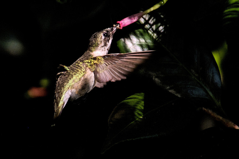 Ruby Throated Hummingbird