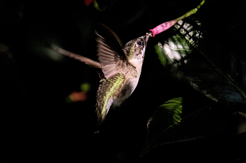 Ruby Throated Hummingbird