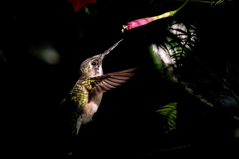Ruby Throated Hummingbird