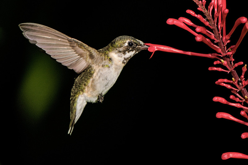 Ruby Throated Hummingbird