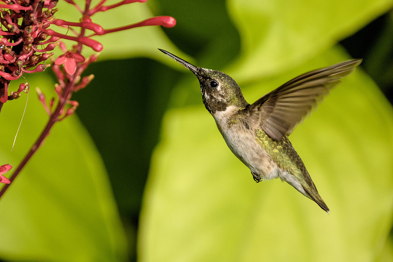 Ruby Throated Hummingbird