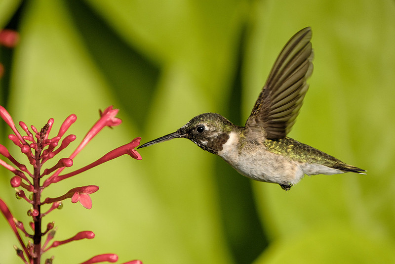 Ruby Throated Hummingbird