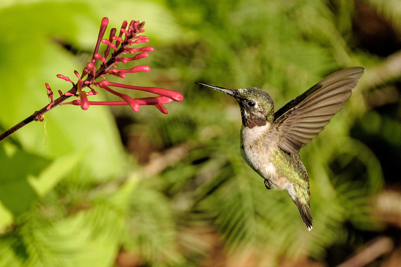 Ruby Throated Hummingbird