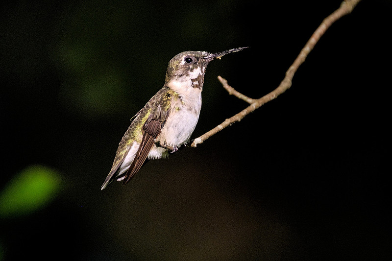 Ruby Throated Hummingbird