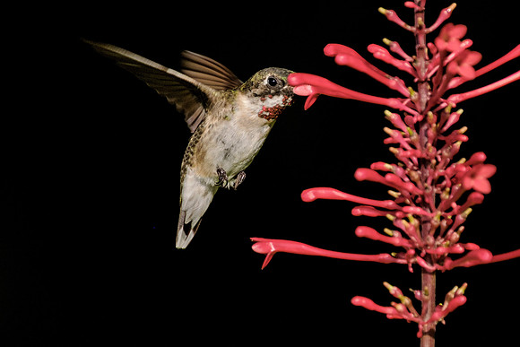 Ruby Throated Hummingbird