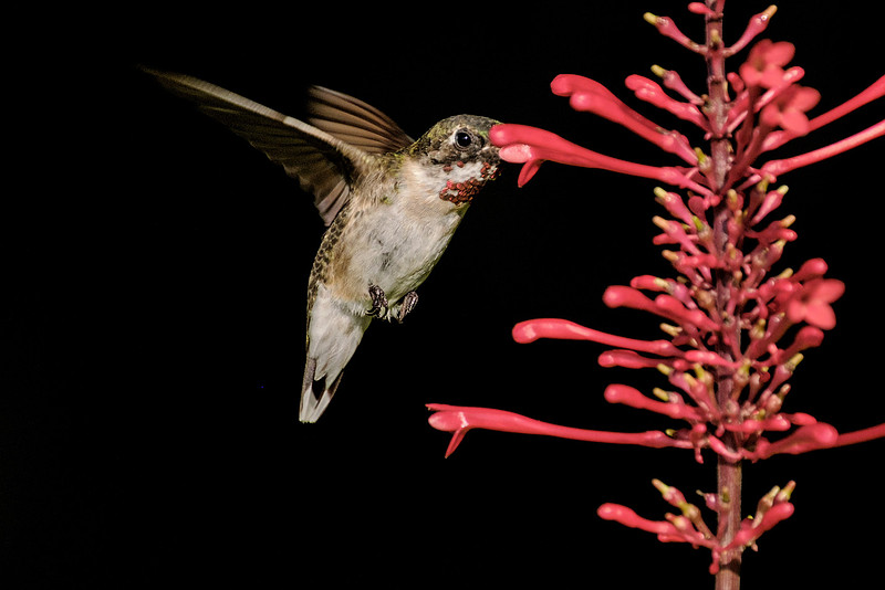 Ruby Throated Hummingbird