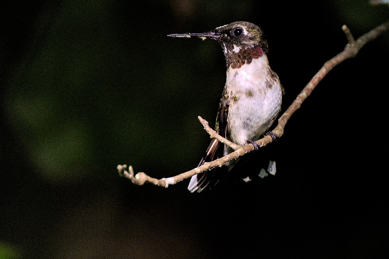Ruby Throated Hummingbird