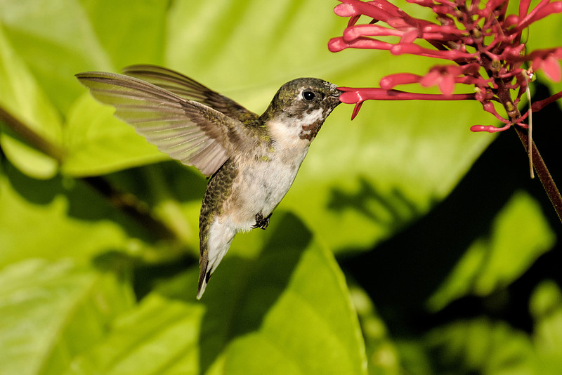 Ruby Throated Hummingbird