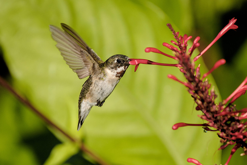 Ruby Throated Hummingbird