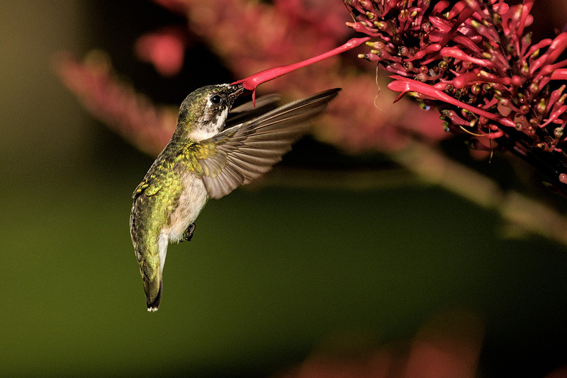 Ruby Throated Hummingbird