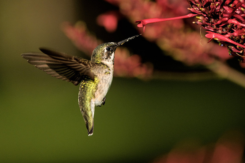 Ruby Throated Hummingbird