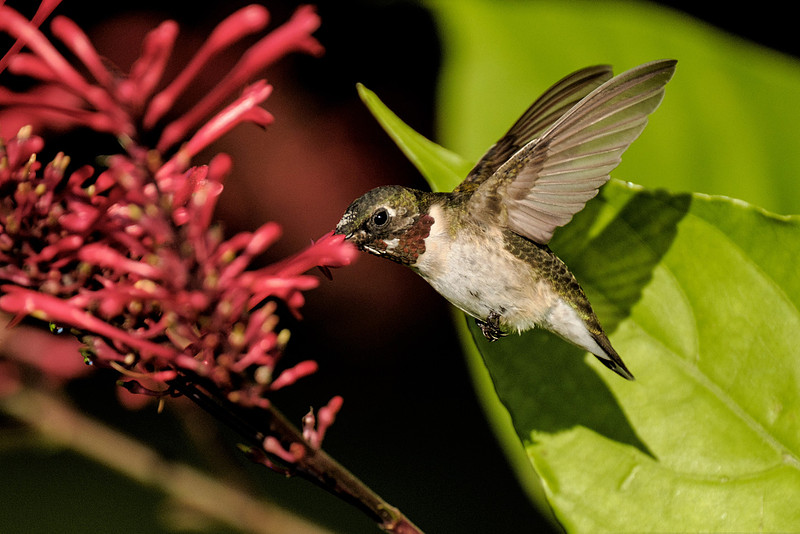 Ruby Throated Hummingbird