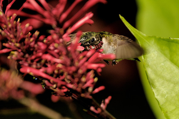 Ruby Throated Hummingbird