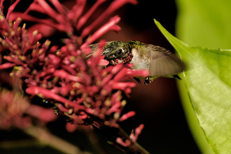Ruby Throated Hummingbird