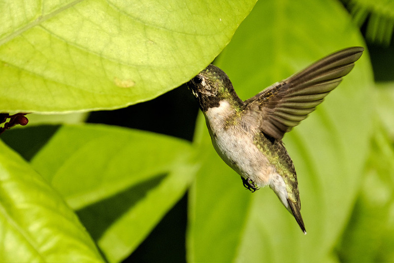 Ruby Throated Hummingbird