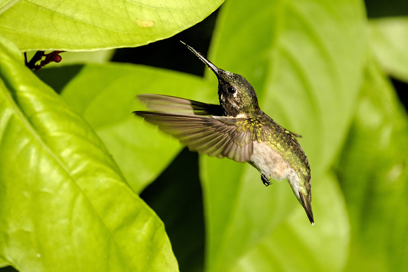 Ruby Throated Hummingbird