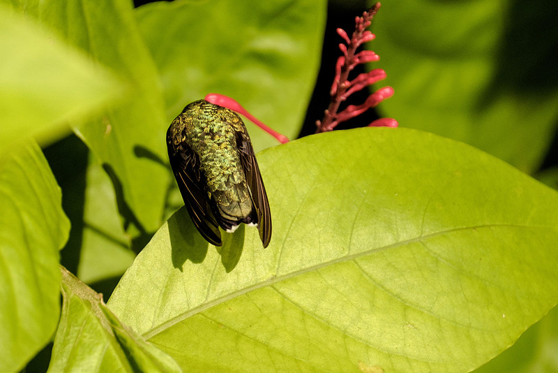 Ruby Throated Hummingbird