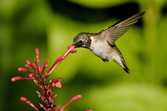 Ruby Throated Hummingbird