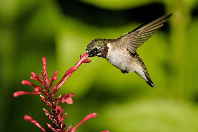 Ruby Throated Hummingbird