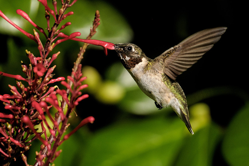 Ruby Throated Hummingbird