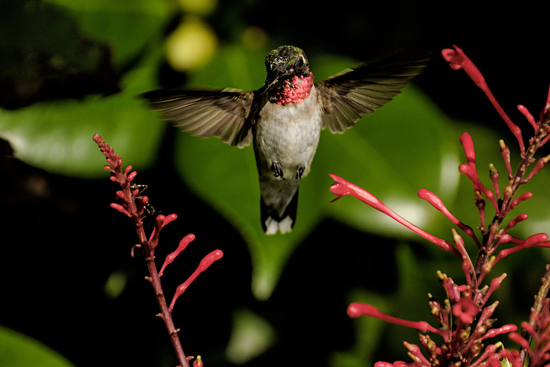 Ruby Throated Hummingbird