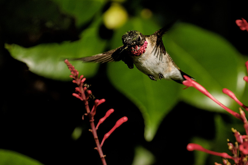Ruby Throated Hummingbird