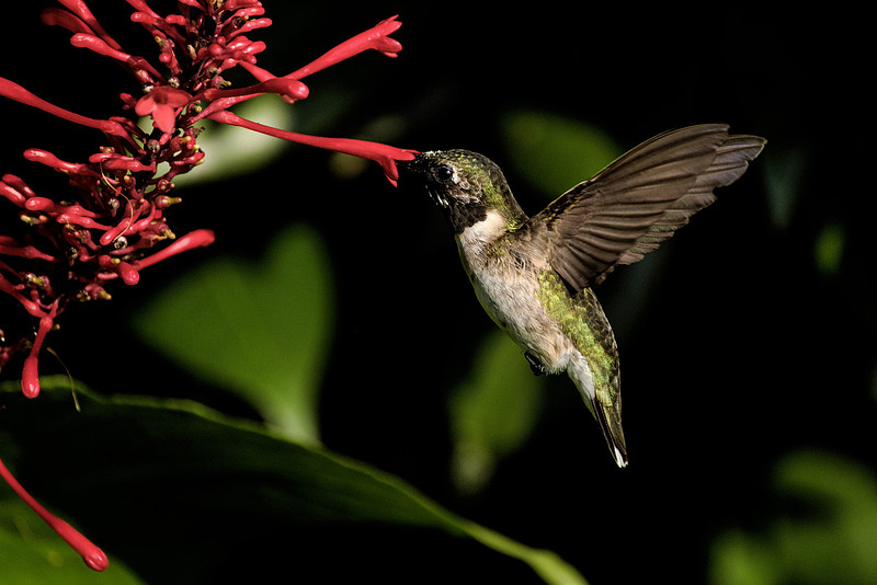 Ruby Throated Hummingbird